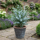 1 Large Plant - Eucalyptus France Blue, Outdoor Garden Ready, 7.5L Pot