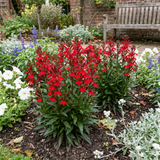 Set of 3 or 6 Lobelia Starship Scarlet Upright Hardy Perennial Plants, Summer Bedding, Garden Ready, 1 Litre Root Ball