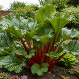 1 Rhubarb Timperley Early Plant, Hardy Perennial Fruit for Garden, Grow Your Own, 2Ltr Root Ball