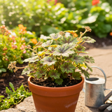 Heuchera Tapestry