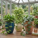 3 Trailing Pothos Live Indoor Plants, Epipremnum & Scindapsus Houseplant Collection, 1Ltr Root-Ball