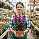 Set of 3 or 6 Lobelia Starship Deep Rose Upright Hardy Perennial Plants, Summer Garden Ready, 1 Litre Root Ball