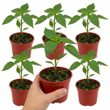 Set of 3 or 6 Large Sweet Pepper Plants - Thor Variety, Ready to Plant in Your Garden