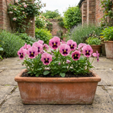 3 Hardy Pansy Plants Pink with Blotch, Garden Ready Spring & Autumn Flowering, 3Ltr Root Ball