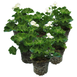 Set of 3 or 6 Large Plants - Pelargonium Toscana Smart Jenny, Ready to Plant in Your Garden
