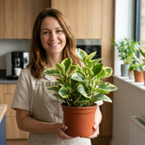 3 Live Houseplants, Office Desk Plant Collection, Peperomia, Aloe Vera & Prayer Plant, 1 Litre Root Ball