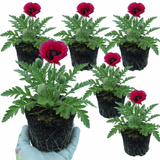 Set of 3 or 6 Papaver Orientale Beauty of Livermere Plants, Hardy Perennial Oriental Poppy, Outdoor Garden Ready, 1 Litre Root-Ball