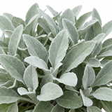 1 Senecio Sunshine Perennial Shrub, Hardy Drought Tolerant Silver Grey Foliage, Evergreen, 2L Root Ball
