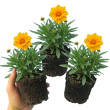 Set of 3 or 6 Coreopsis Early Sunrise Hardy Perennial Plants, Yellow Summer Flowers, Pollinator Friendly, 1 Litre Root Ball