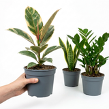 3 Houseplants – Modern Minimalist Indoor Collection, Ficus Tineke, Snake Plant & ZZ Plant, 1Ltr Root Ball