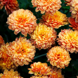 Chrysanthemum Orange