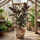 1 Ficus Abidjan Rubber Plant, Large Tropical Indoor Houseplant, 5 Litre Root Ball
