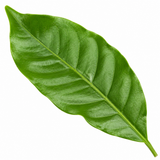 Coffea Arabica Coffee Plant, Indoor Houseplant, 12cm 1 Litre Pots