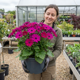1 Senetti Magenta Pericallis Daisy Plant, Summer Flowering, Outdoor Garden Ready, 6.5 Litre Root-Ball