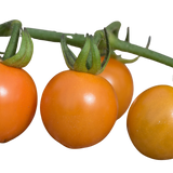 Set of 3 or 6 Large Plants - Tomato Honeycomb Variety, Outdoor Garden Ready, 10.5 cm
