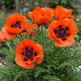 Set of 3 or 6 Papaver Orientale Brilliant Red Poppy Plants, Hardy Perennial, Outdoor Garden Ready, 1 Litre Root-Ball