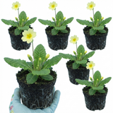 Set of 3 or 6 Primula Veris Yellow Cowslip Primrose Plants, Hardy Perennial, Spring Flowering, Outdoor Garden Ready, 1 Litre Root-Ball