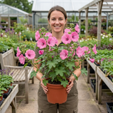 1 Lavatera Bredon Springs Tree Mallow, Hardy Pink Flowering Perennial Garden Shrub, 2L Root Ball