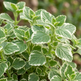 Set of 3 or 6 Large Plants - Plectranthus Coleoides / Swedish Ivy, Outdoor Garden Ready