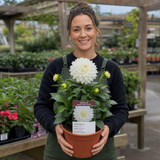 1 Large Plant - Dahlia Maggiore White, Ready to Plant in Your Garden, 3L Pot