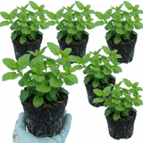 Set of 3 or 6 Lemon Balm Mint Plants Fresh Live Hardy Perennial Herb Garden Ready Plants 1 Litre Root Ball