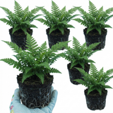 Set of 3 or 6 Soft Shield Fern Polystichum Setiferum Plants, Hardy Evergreen Shade Loving Perennial Ferns, Outdoor Garden Ready, 1 Litre / 11cm Root-Ball