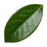 1 Osmanthus Burkwoodii Plant, Hardy Fragrant Evergreen Hedge Shrub, Garden Ready, 3 Litre Root Ball