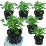 Set of 3 or 6 Italian Flat Leaf Parsley (Petroselinum crispum) Herb Plants, Fresh Kitchen Garden Ready, Outdoor Growing, 1 Litre Root-Ball