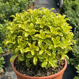 1 Pittosporum Tenuifolium Golden Ball, Hardy Evergreen Shrub for Garden, 3 Litre Root Ball