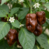 Set of 3 or 6 Large Chilli Pepper Plants - Habanero Chocolate, Ready to Plant in Your Garden