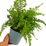 Scaly Male Fern Dryoteris The King