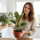3 Houseplants – Modern Minimalist Indoor Collection, Ficus Tineke, Snake Plant & ZZ Plant, 1Ltr Root Ball