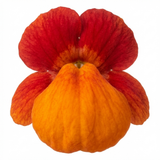 Set of 3 or 6 Garden Ready Plants – Calceolaria Calynopsis ‘Red Orange Bicolour’, Ready to Plant