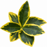 1 Large Plant-Euonymus Aureomarginatus, Ready to Plant in Your Garden, 2L Pot