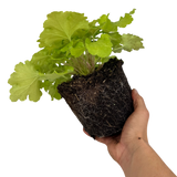 Heuchera Lime Marmalade
