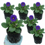 Set of 3 or 6 Primula Little Queen Violet Hardy Perennial Plants, Bee Friendly Spring Flowering, Outdoor Garden Ready, 1 Litre Root-Ball