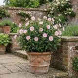 1 Cistus Thrive Rock Rose Plant, Hardy Evergreen Flowering Shrub, 3 Litre Root Ball