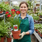 1 Freesia Red River Plant, Hardy Fragrant Perennial, Outdoor Garden Ready, 17cm Root-Ball