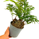 Soft Shield Fern Polystichum Setiferum & Herrenhausen