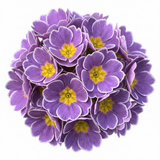Set of 3 or 6 Primrose Queen Lilac Picotee Plants, Hardy Perennial, Spring & Autumn Flowering, Outdoor Garden Ready, 1 Litre Root-Ball