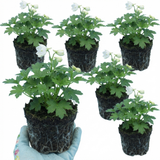 Set of 3 or 6 Delphinium Pacific Giants Galahad Hardy Perennial Plants, Tall Cottage Garden Flowers, Outdoor Garden Ready, 1 Litre Root-Ball