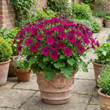 1 Senetti Magenta Pericallis Daisy Plant, Summer Flowering, Outdoor Garden Ready, 6.5 Litre Root-Ball