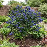 1 Ceanothus Concha Plant, Hardy Evergreen Blue Flowering Shrub, California Lilac, 3 Litre Root-Ball