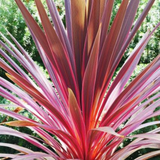 Cordyline Charlie Boy