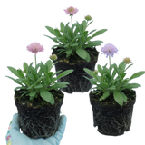 Set of 3 or 6 Knautia Macedonica Melton Pastels Plants, Bee-Friendly Hardy Perennial Scabious, Summer Flowering, 11cm or 1L Root Ball