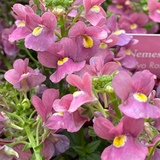 Set of 3 or 6 Large Plants - Nemesia Nuvo Rose, Ready to Plant in Your Garden