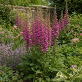1 Large Plant - Digitalis Dalmatian Purple, Outdoor Garden Ready, 2L Pot
