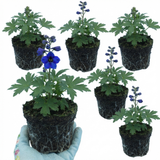 Set of 3 or 6 Delphinium Dark Blue Black Bee Tall Hardy Perennial Plants, Summer Flowering Border Plants, Outdoor Garden Ready, 1 Litre Root-Ball