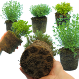 Thyme Growers Choice Mix
