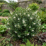 1 Osmanthus Burkwoodii Plant, Hardy Fragrant Evergreen Hedge Shrub, Garden Ready, 3 Litre Root Ball